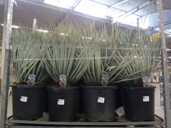 <h4>Yucca rostrata</h4>