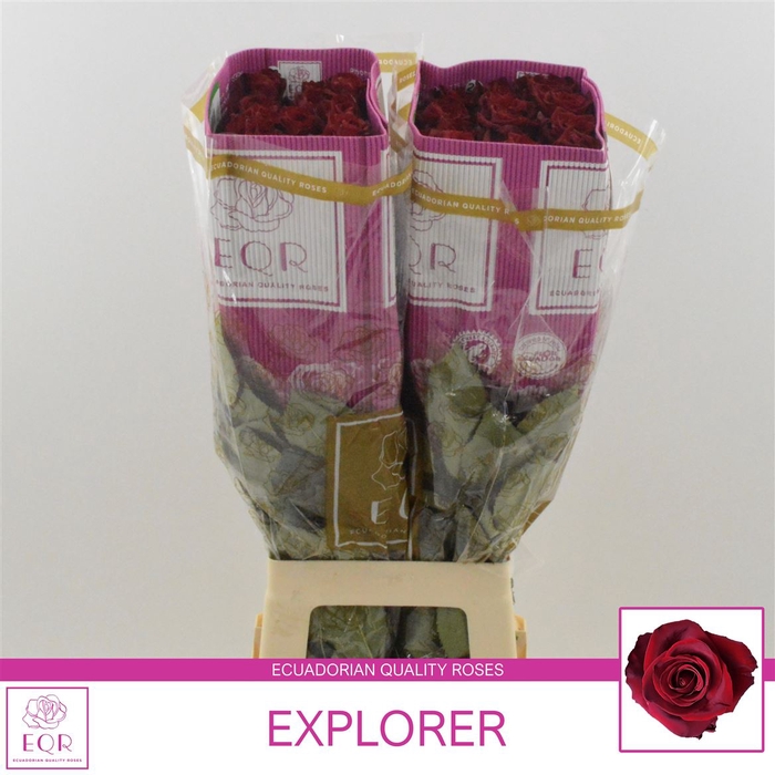 <h4>Rosa gr Explorer</h4>