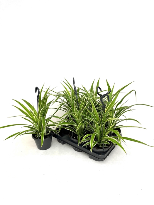 <h4>CHLOR COMOSUM</h4>