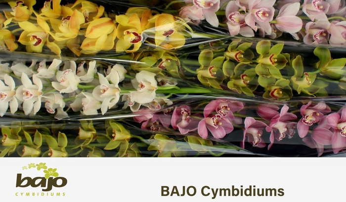 <h4>CYMB T GEM</h4>