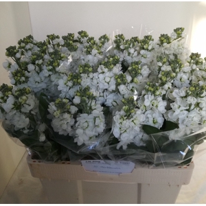 MATTH CENTUM WHITE