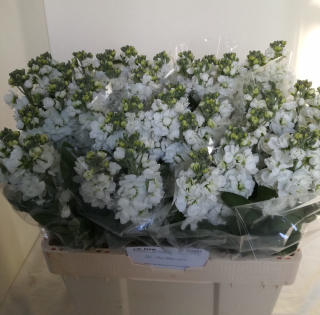 <h4>MATTH CENTUM WHITE</h4>