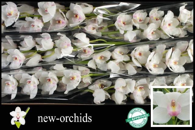 <h4>CYMB T DOS PUEBLOS</h4>