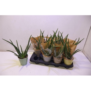 arr8 Arr Aloe Vera In Mix Color Zinken Potje