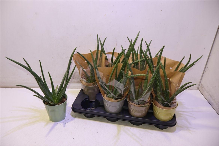 <h4>arr8 Arr Aloe Vera In Mix Color Zinken Potje</h4>