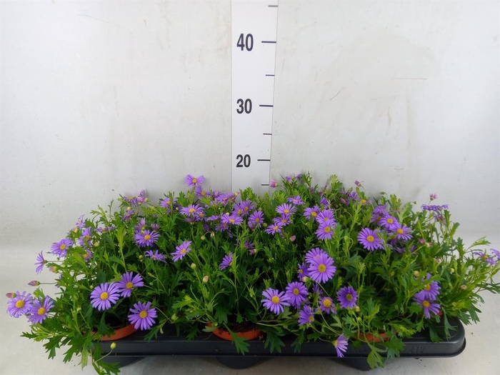 <h4>Brachycome   ...</h4>