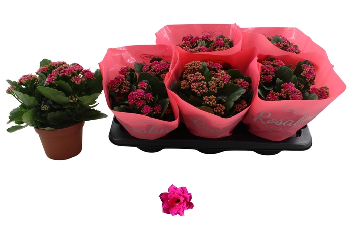 <h4>KAL GE DON VICTORIO</h4>