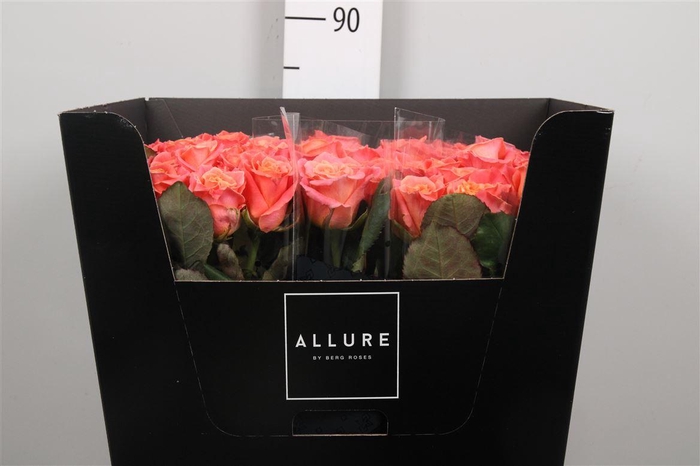 <h4>R Gr Miss Piggy+</h4>