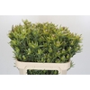 Leucadendron Pisa Spray