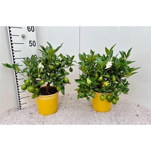 Citrus floridana Limon bush/stem