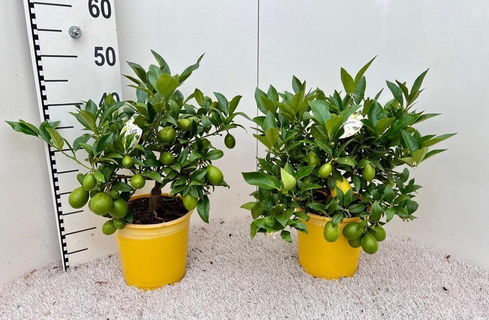 <h4>Citrus floridana Limon bush/stem</h4>