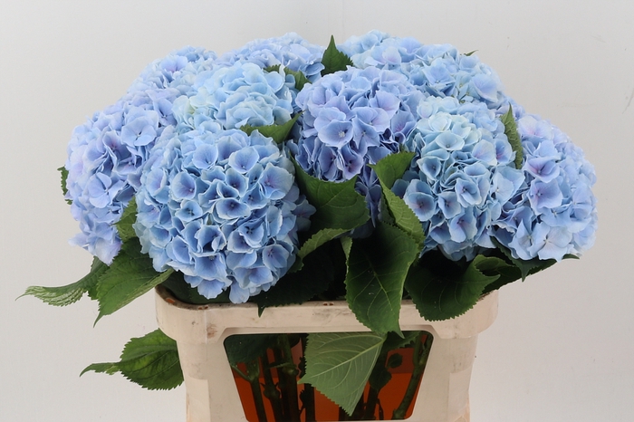 <h4>Hydr M Ch Verena Bl</h4>