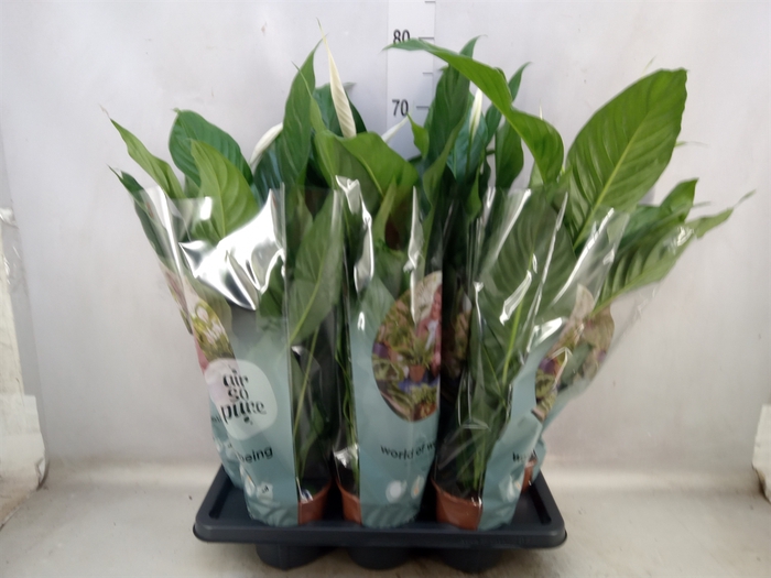 <h4>Spathiphyllum  'Sweet Silvio'</h4>