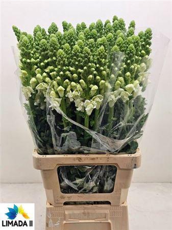 <h4>Antir Poto White 75cm</h4>