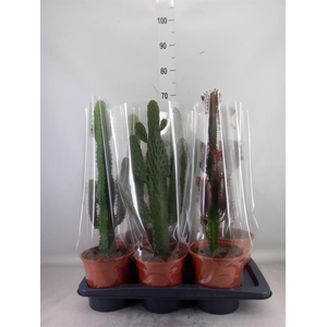 Euphorbia trigona 'Rubra'