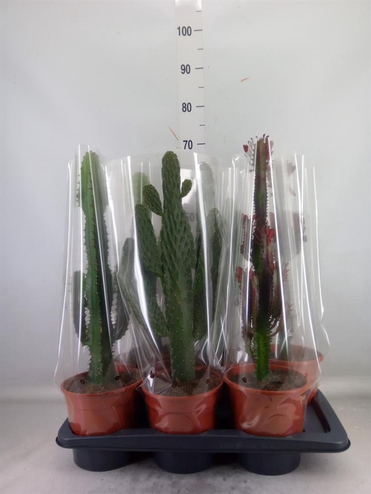 <h4>Euphorbia trigona 'Rubra'</h4>