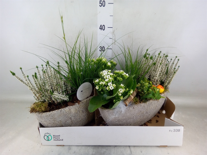 <h4>Arr.   Tuinplanten L%</h4>