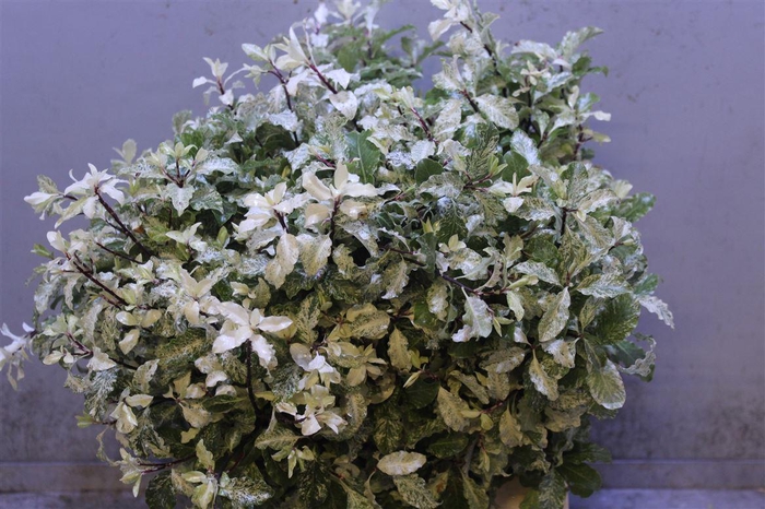 <h4>Pittosporum Irene Patterson</h4>
