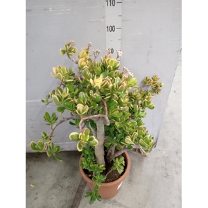 Crassula ovata 'Sunset'