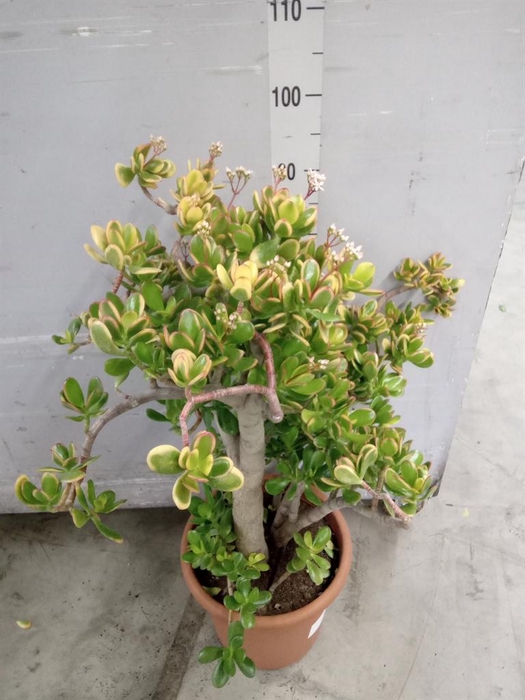 <h4>Crassula ovata 'Sunset'</h4>