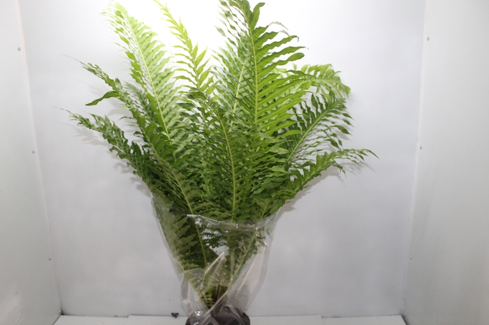 <h4>BLECHNUM GIBBUM SILVER LADY P17</h4>