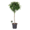 Ficus Be Danielle stam