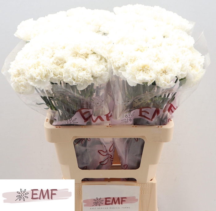 <h4>DI ST HOLLY</h4>