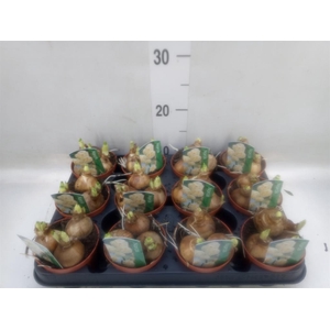 Narcissus DU 'Bridal Crown'