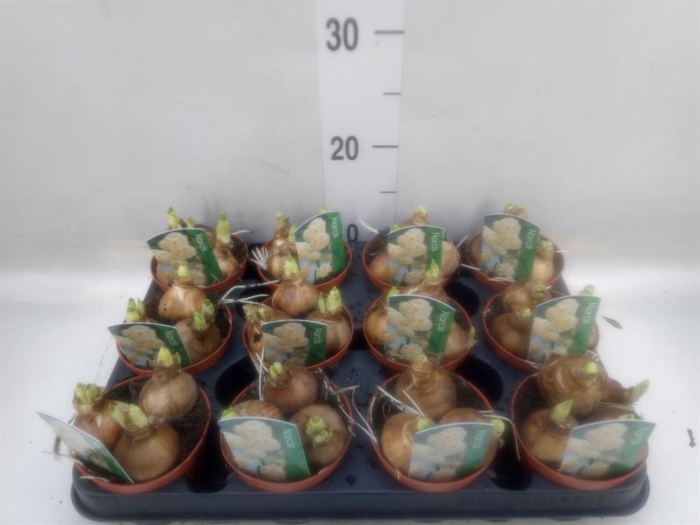 <h4>Narcissus DU 'Bridal Crown'</h4>