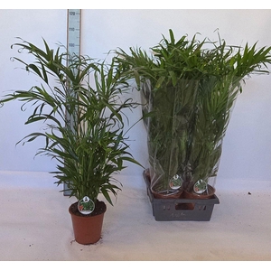 Chamaedorea cataractarum