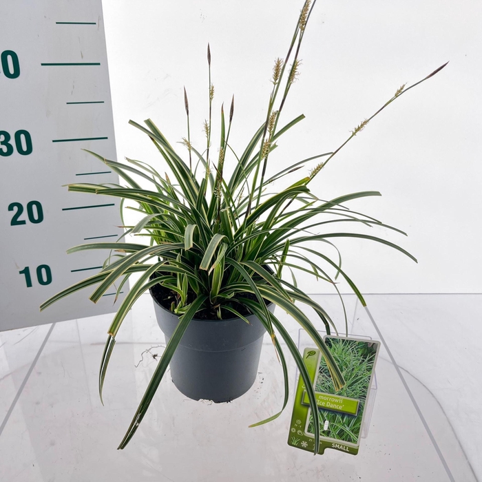 <h4>Carex morrowii Ice Dance</h4>