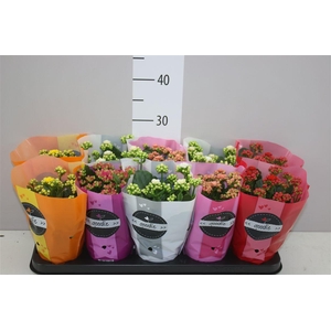 Kalanchoe Calandiva Mix