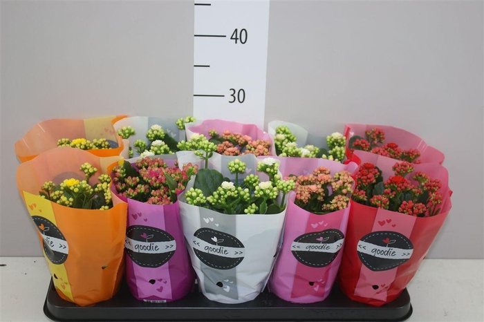 <h4>Kalanchoe Calandiva Mix</h4>