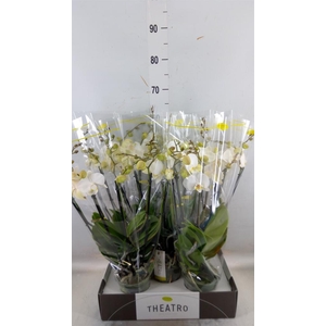 Phalaenopsis   ...white