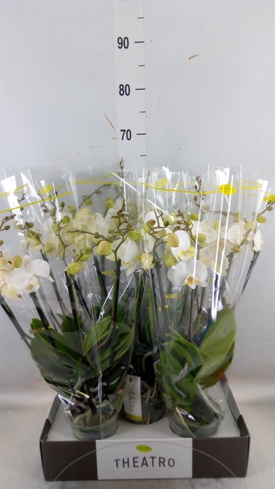 <h4>Phalaenopsis ...white</h4>