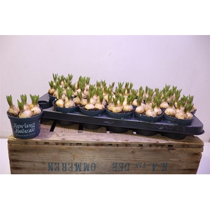 arr8 Muscar Blue Lagoon