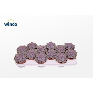 Echeveria Pearl Von Neurenberg