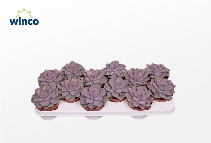 Echeveria Pearl Von Neurenberg