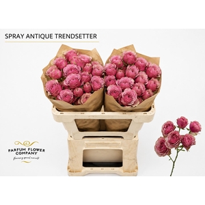 Rosa Spray Antique Trendsetter