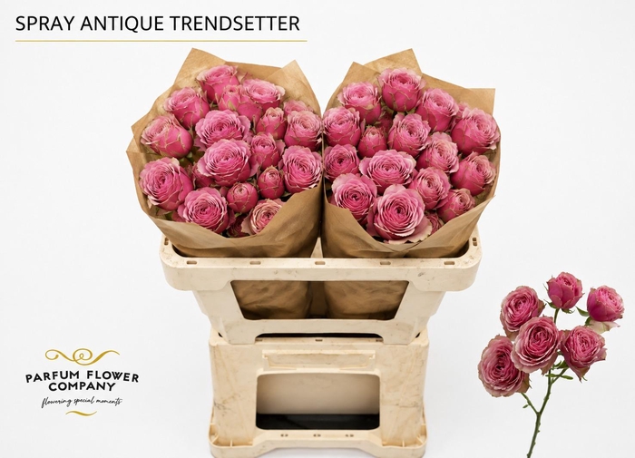 <h4>Rosa Spray Antique Trendsetter</h4>