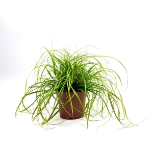 Carex 'Eversheen' p12