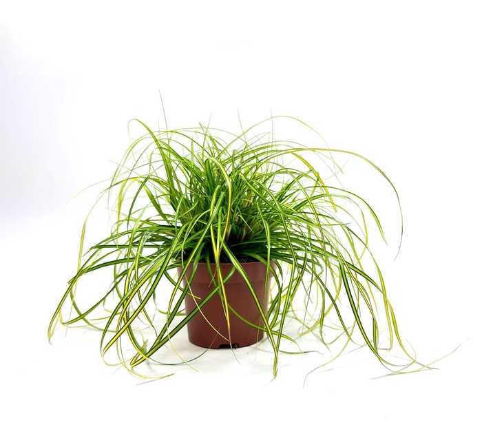 <h4>Carex 'Eversheen' p12</h4>