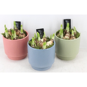 arr4 Narcis RN - Ker. Powdery Pastel