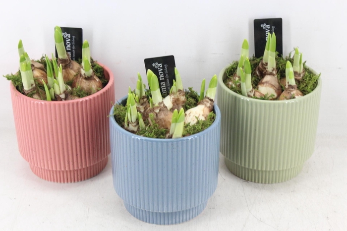 <h4>arr4 Narcis RN - Ker. Powdery Pastel</h4>