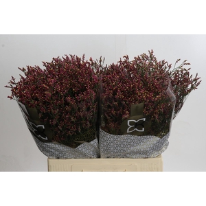 Limonium sinensis Scarlet Diamond