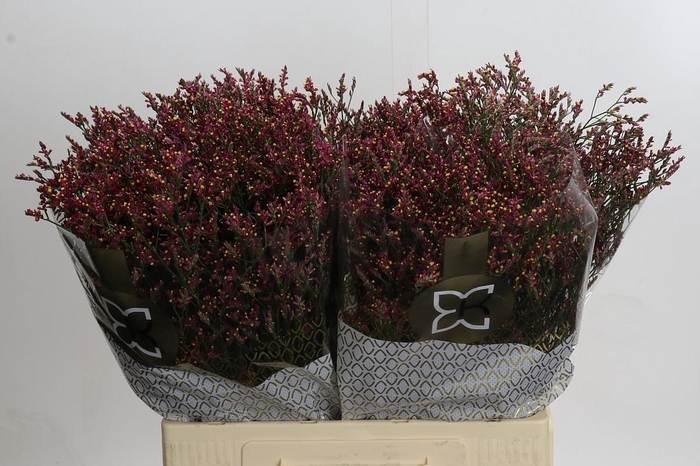 <h4>Limonium sinensis Scarlet Diamond</h4>