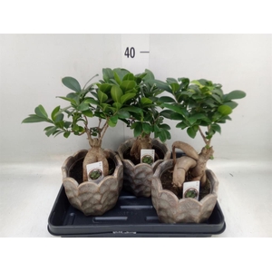 Ficus microcarpa 'Ginseng'