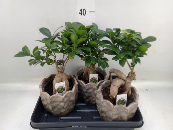 <h4>Ficus microcarpa 'Ginseng'</h4>