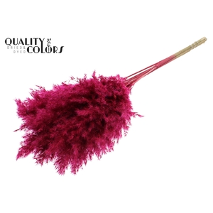 Pampas Grass 70cm 10st/bunch Cerise