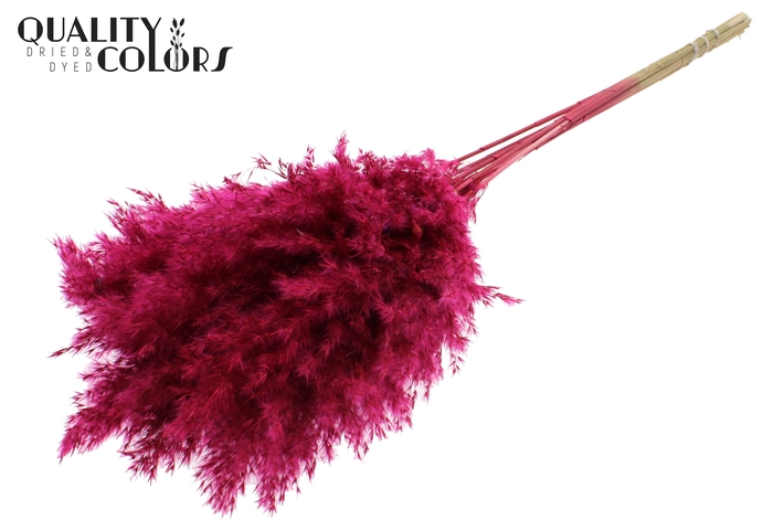 Pampas Grass 70cm 10st/bunch Cerise